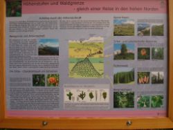 2013-08-18_Regina-F-Rau_Schachen_Alpengarten (804).JPG